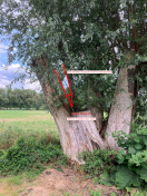 Foto: Instabiler Baum 